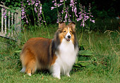 DOG 01 CE0219 01
Shetland Sheepdog Standing On Grass By Bridge And Flowers