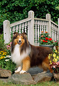 DOG 01 CE0220 01
Shetland Sheepdog Standing On Rock On Grass By Bridge And Flowers