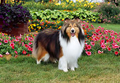 DOG 01 CE0221 01
Shetland Sheepdog Standing On Grass By Pink Flowers
