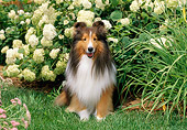 DOG 01 CE0222 01
Shetland Sheepdog Sitting On Grass By Flower Bushes
