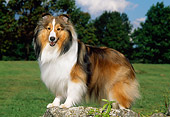 DOG 01 CE0223 01
Shetland Sheepdog Standing On Rock In Field