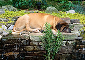 DOG 01 CE0224 01
Mastiff Sleeping On Stone Wall