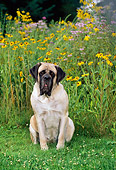 DOG 01 CE0225 01
Mastiff Sitting In Field By Wildflowers