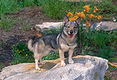 DOG 01 CE0228 01
Swedish Vallhund Standing On Rock By Orange Flowers In Garden