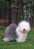 DOG 01 CE0229 01
Old English Sheepdog Standing On Grass By Woods