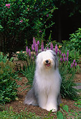 DOG 01 CE0230 01
Old English Sheepdog Sitting In Garden By Purple Flowers