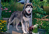 DOG 01 CE0232 01
Siberian Husky Standing On Wooden Bridge With Flowers In Garden