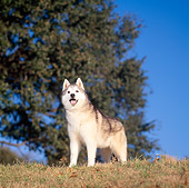 DOG 01 DC0092 01
Siberian Husky Standing On Grass By Trees Blue Sky