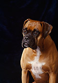 DOG 01 DC0114 01
Portrait Head Shot Of Boxer Studio
