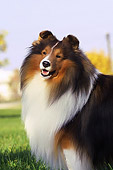 DOG 01 DC0193 01
Portrait Head Shot Of Shetland Sheepdog Standing On Grass