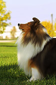 DOG 01 DC0194 01
Portrait Profile Head Shot Of Shetland Sheepdog Standing On Grass