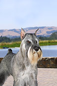 DOG 01 DC0195 01
Portrait Of Standard Schnauzer Standing On Patio By Water Mountains Blue Sky