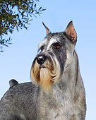 DOG 01 DC0196 01
Portrait Of Standard Schnauzer Standing Blue Sky