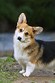 DOG 01 DC0198 01
Portrait Head Shot Pembroke Welsh Corgi Standing