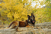 DOG 01 DC0212 01
Belgian Tervuren Laying On Log By Autumn Trees