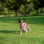 DOG 01 DC0226 01
Australian Cattle Dog Standing On Grass By Trees