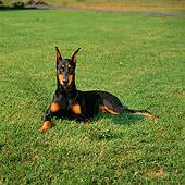 DOG 01 DC0240 01
Portrait Of Doberman Laying On Grass