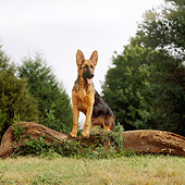 DOG 01 DC0246 01
Young German Shepherd Stepping On Log By Trees