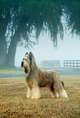DOG 01 DC0266 02
Portrait Of Briard Standing On Grass In Fog