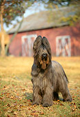 DOG 01 DC0269 01
Portrait Of Briard Standing By Barn