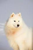 DOG 01 DC0273 01
Samoyed Sitting On Snow On Leash