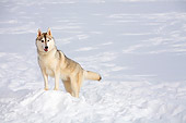 DOG 01 DC0275 01
Siberian Husky Standing On Snow With Leash