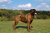 DOG 01 FA0001 01
Bullmastiff Standing In Field By Trees