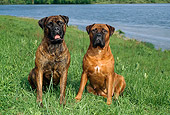 DOG 01 FA0002 01
Two Bullmastiffs Sitting On Grass By Lake