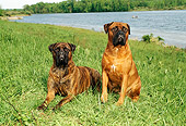 DOG 01 FA0002 02
Two Bullmastiffs Sitting On Grass By Lake