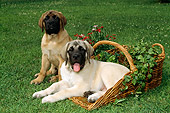 DOG 01 FA0003 01
Two Mastiffs Sitting On Grass By Basket