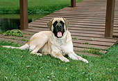 DOG 01 FA0004 01
Mastiff Laying On Grass By Bridge
