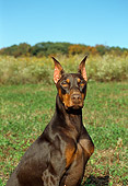 DOG 01 FA0008 01
Close-Up Of Doberman Pinscher Sitting In Field Blue Sky