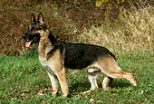 DOG 01 FA0012 01
German Shepherd Standing On Grass