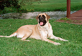 DOG 01 FA0017 01
Mastiff Laying On Grass By Bridge