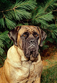 DOG 01 FA0018 01
Shoulder Shot Of Mastiff Sitting By Tree