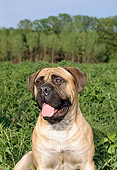 DOG 01 FA0019 01
Shoulder Shot Of Bullmastiff Sitting In Field By Trees