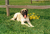 DOG 01 FA0020 01
Mastiff Laying On Grass By Fence And Yellow Flowers
