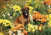DOG 01 FA0022 01
Bullmastiff Sitting In Flower Garden