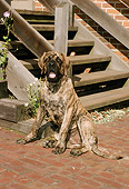 DOG 01 FA0023 01
Mastiff Sitting On Brick Patio At Bottom Of Wooden Stairs