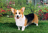 DOG 01 FA0024 01
Pembroke Welsh Corgi Standing On Grass By Flowers