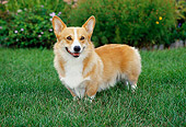 DOG 01 FA0025 01
Pembroke Welsh Corgi Standing On Grass By Flowers