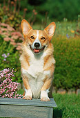 DOG 01 FA0026 01
Pembroke Welsh Corgi Stepping On Bench By Flowers