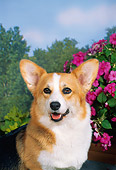 DOG 01 FA0027 01
Pembroke Welsh Corgi Standing By Pink Flowers