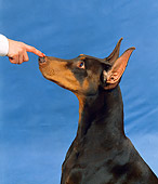 DOG 01 FA0030 01
Shoulder Shot Of Doberman Pinscher Receiving Command Studio