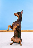DOG 01 FA0032 01
Doberman Pinscher Begging Studio