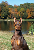 DOG 01 FA0033 01
Shoulder Shot Of Doberman Pinscher Sitting By Lake And Autumn Trees