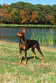 DOG 01 FA0034 01
Doberman Pinscher Standing By Lake And Autumn Trees