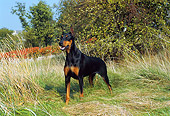DOG 01 FA0035 01
Doberman Pinscher Standing In Tall Grass By Shrubs And Trees