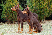 DOG 01 FA0038 01
Two Doberman Pinschers Standing On Grass By Shrubs