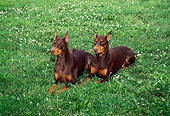 DOG 01 FA0039 01
Two Doberman Pinschers Laying On Grass